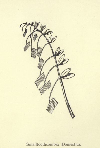 Smalltoothcombia Domestica - Edward Lear